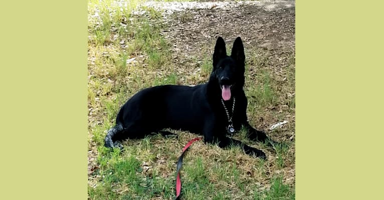 Ruby, a German Shepherd Dog tested with EmbarkVet.com