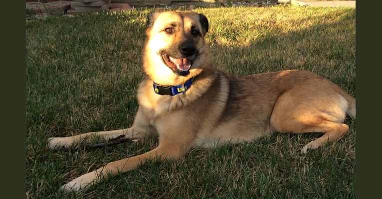 Sansa, a German Shepherd Dog and Labrador Retriever mix tested with EmbarkVet.com
