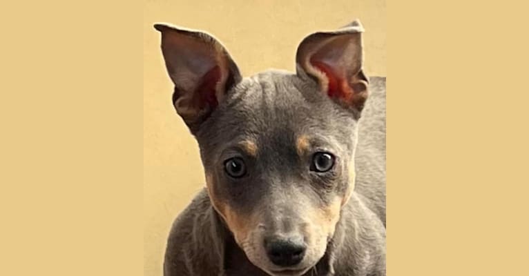 Acosha, a Teddy Roosevelt Terrier tested with EmbarkVet.com