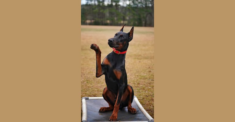 Duke, a Doberman Pinscher tested with EmbarkVet.com