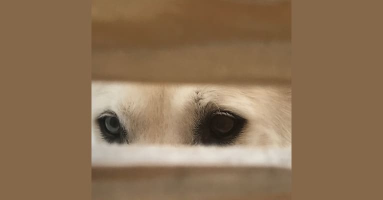 Photo of Nanuk, a Siberian Husky mix
