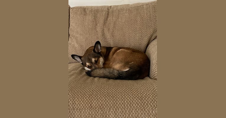 Take, a Siberian Husky and Chihuahua mix tested with EmbarkVet.com