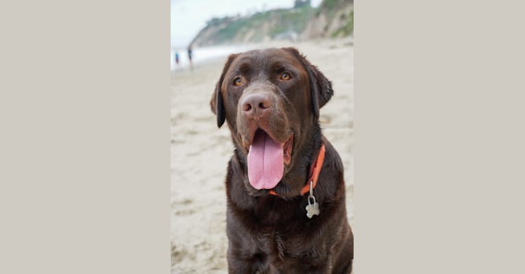 Chance Milo Berlin, a Labrador Retriever tested with EmbarkVet.com