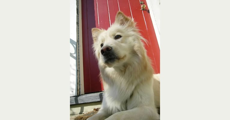Whitlow, a Chow Chow and German Shepherd Dog mix tested with EmbarkVet.com