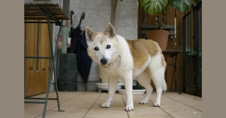 Wattle, a Japanese or Korean Village Dog and Shiba Inu mix tested with EmbarkVet.com