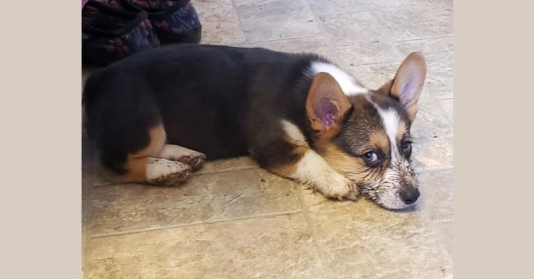 Jackson, a Pembroke Welsh Corgi tested with EmbarkVet.com