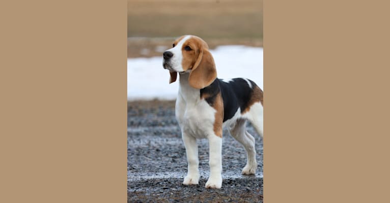 Orbit, a Beagle tested with EmbarkVet.com