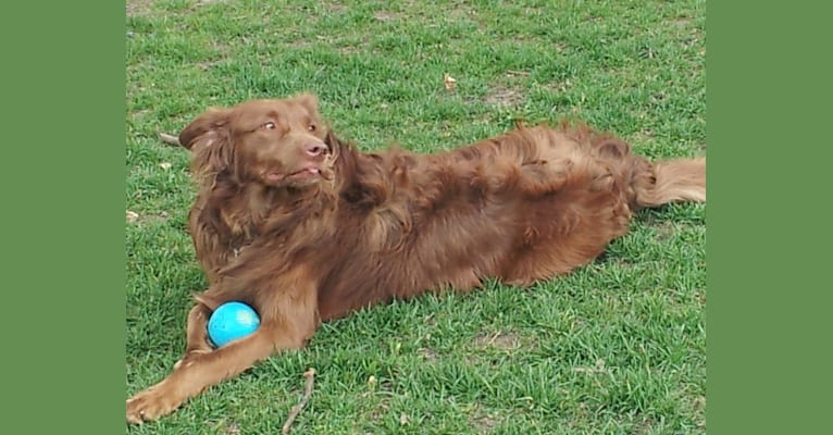 Penny, an Australian Shepherd and Miniature/MAS-type Australian Shepherd mix tested with EmbarkVet.com