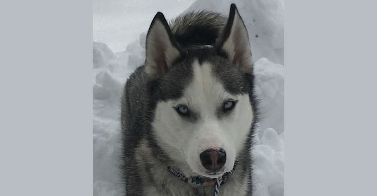 Summer, a Siberian Husky tested with EmbarkVet.com