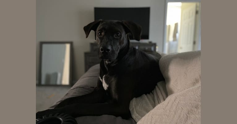 Connor, a Boxer and Labrador Retriever mix tested with EmbarkVet.com