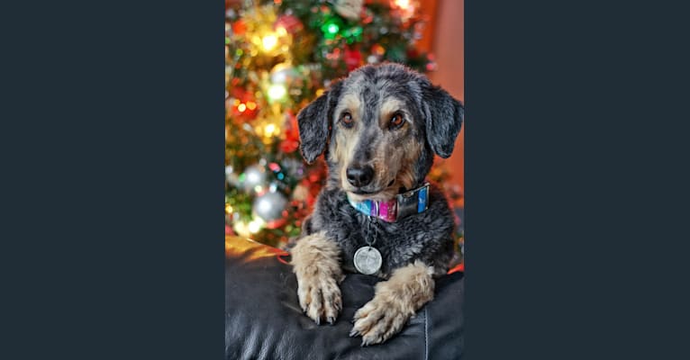 Hayley, an Aussiedoodle tested with EmbarkVet.com