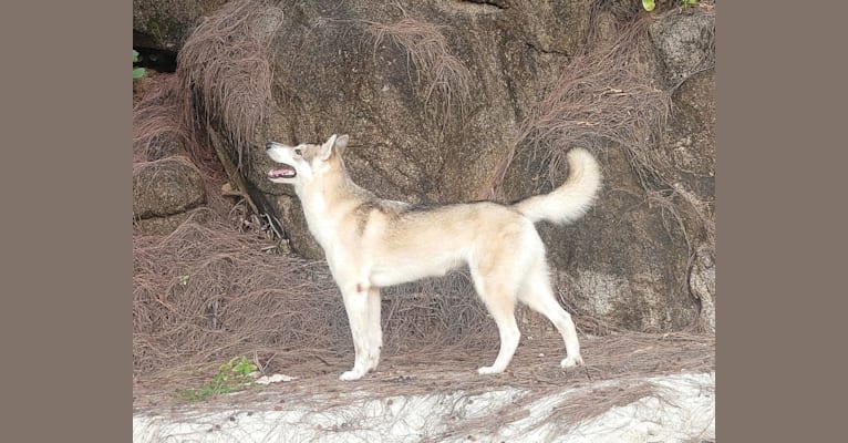 Rani, a Siberian Husky and German Shepherd Dog mix tested with EmbarkVet.com