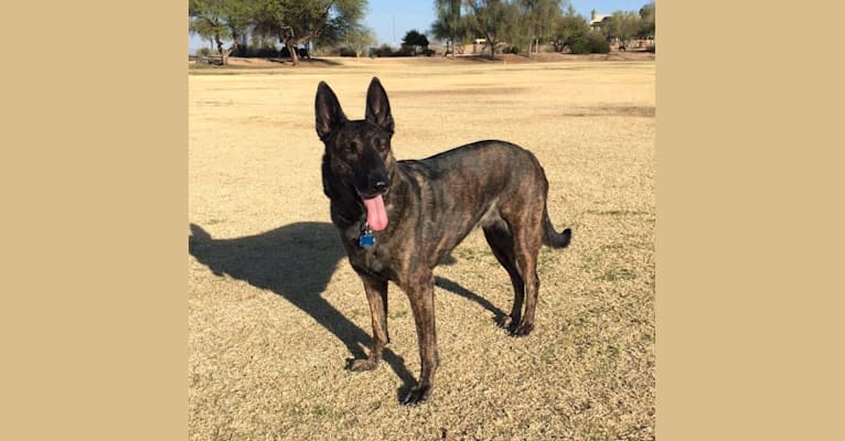 Idna, a Dutch Shepherd tested with EmbarkVet.com