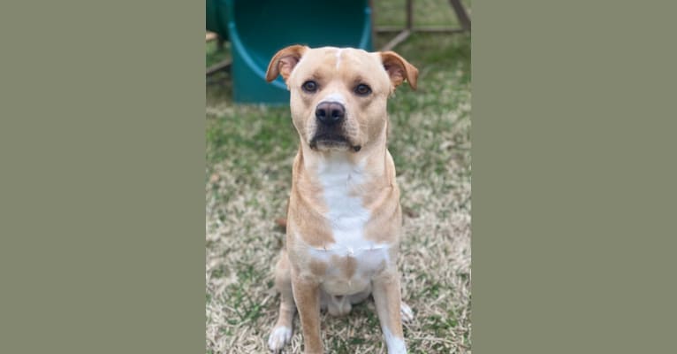 pretzel, an American Pit Bull Terrier and French Bulldog mix tested with EmbarkVet.com