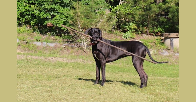 Belle, a Great Dane tested with EmbarkVet.com
