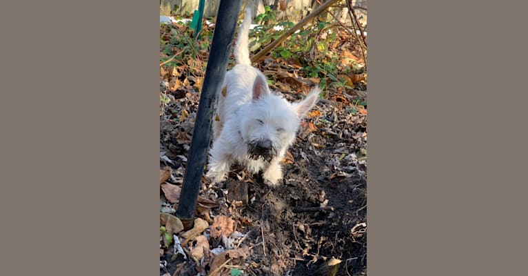 Roslyn, a West Highland White Terrier tested with EmbarkVet.com