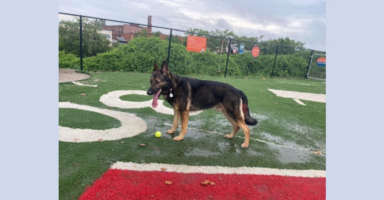 Taz, a German Shepherd Dog tested with EmbarkVet.com