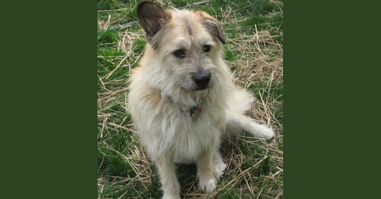 Jake, a Chow Chow and German Shepherd Dog mix tested with EmbarkVet.com