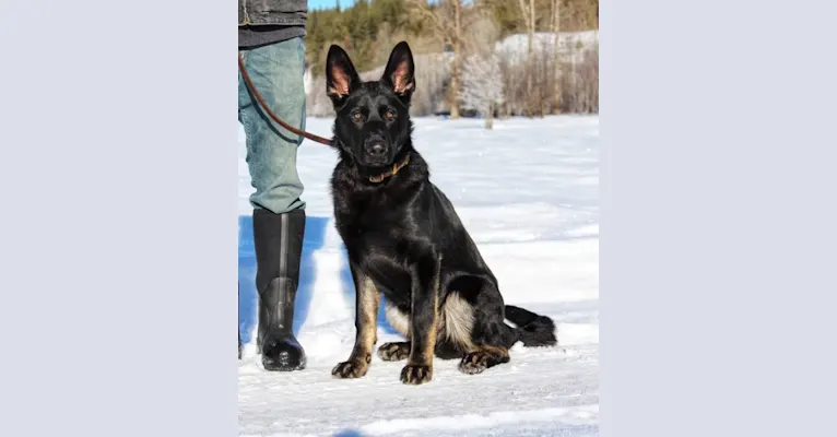 Ranger Vom Kriegergeist, a German Shepherd Dog tested with EmbarkVet.com