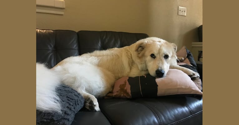 Poppy, a Great Pyrenees tested with EmbarkVet.com