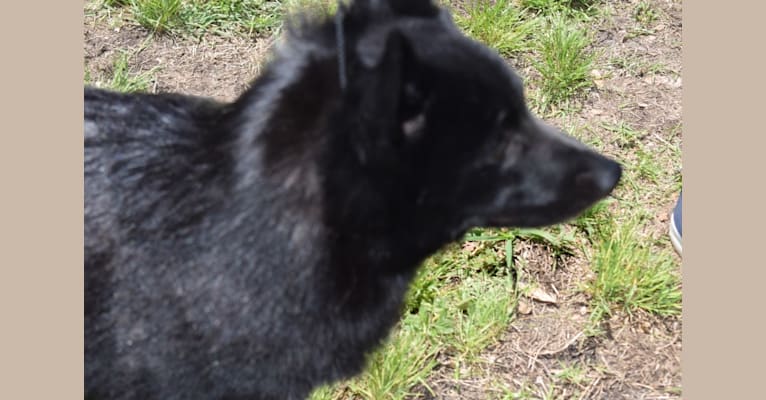 Turq, a Schipperke tested with EmbarkVet.com