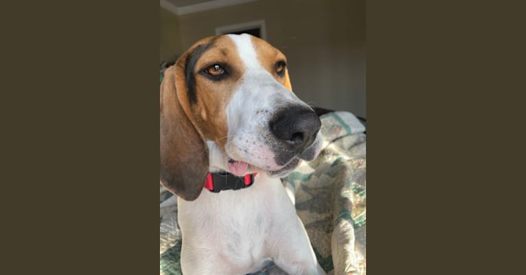 Mazzy, a Treeing Walker Coonhound tested with EmbarkVet.com