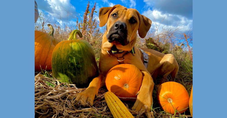 Tallulah, a Perro de Presa Canario tested with EmbarkVet.com