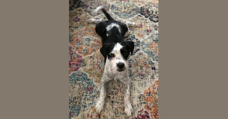 embark dog dna test breed