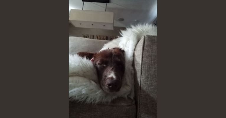 Ginger, a Labrador Retriever and German Shepherd Dog mix tested with EmbarkVet.com