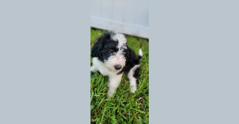 George, a Bernedoodle tested with EmbarkVet.com