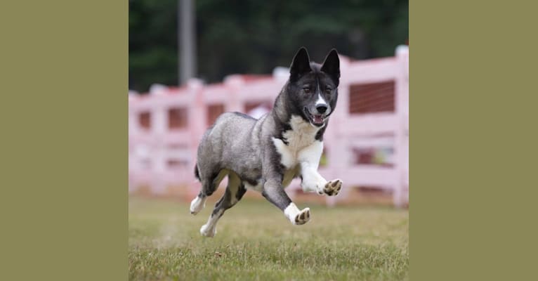 Tira, a Siberian Husky tested with EmbarkVet.com