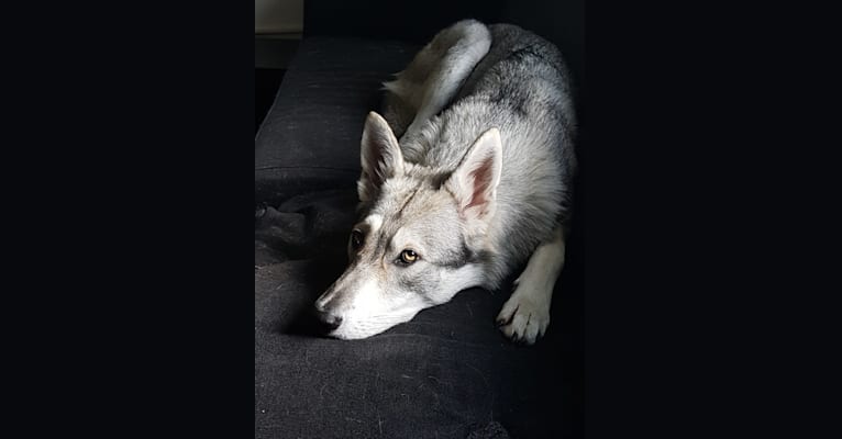 Photo of Ishtar (Estrella v.d. Scheldeschorre), a Saarloos Wolfdog  in Zeeland, Nederland