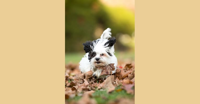 Leo, a Shih Tzu and Poodle (Small) mix tested with EmbarkVet.com