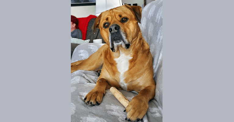 American bulldog rottweiler sale