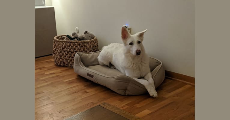 Lawine, a German Shepherd Dog tested with EmbarkVet.com
