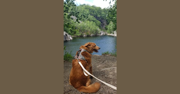 Roxy, a Chow Chow and American Pit Bull Terrier mix tested with EmbarkVet.com