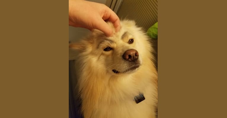 Yuki, a Pomeranian tested with EmbarkVet.com