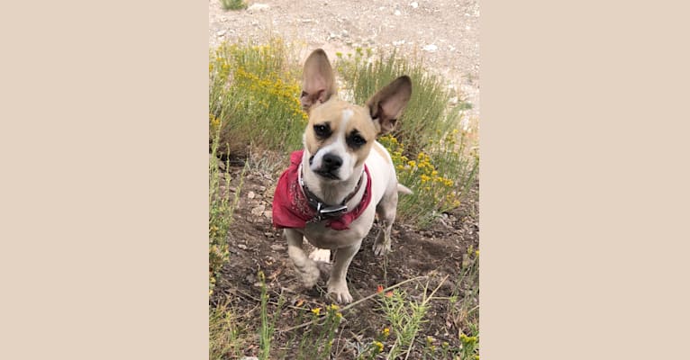 Photo of DeeOgee ( D.O.G.), a French Bulldog, Silky Terrier, Pomeranian, and Yorkshire Terrier mix in Las Vegas, Nevada, USA