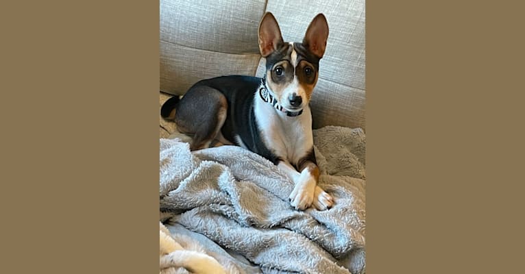 Cocoa, a Basenji tested with EmbarkVet.com