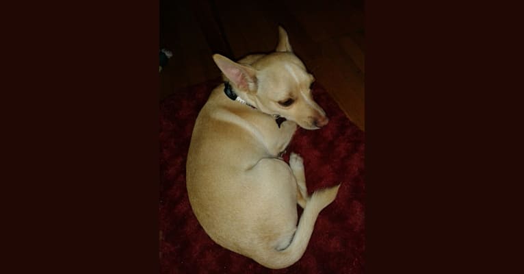 Photo of Mika, a Chihuahua, Russell-type Terrier, and Mixed mix in Montreal, Quebec, Canada