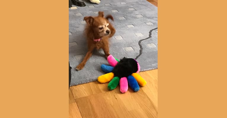 Tippy, a Chihuahua and Poodle (Small) mix tested with EmbarkVet.com