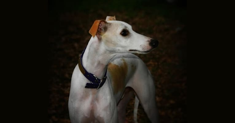 Zoom, a Whippet tested with EmbarkVet.com