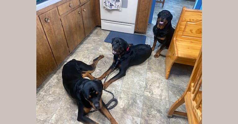 Moose, a Rottweiler tested with EmbarkVet.com