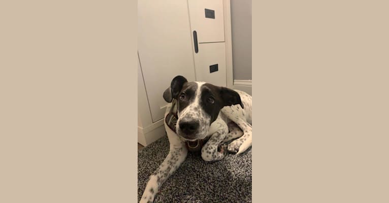 Milo, a Border Collie and Pointer mix tested with EmbarkVet.com