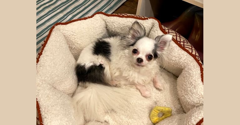 Mushi, a Chihuahua tested with EmbarkVet.com