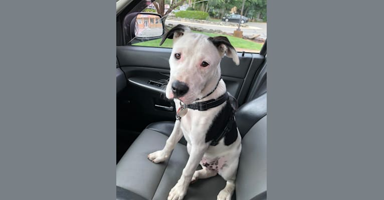 Photo of Kai, an American Pit Bull Terrier, American Staffordshire Terrier, and Labrador Retriever mix in Tennessee, USA