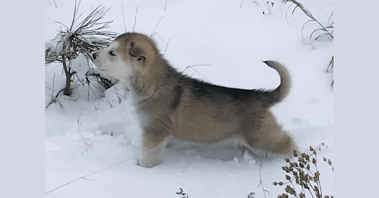 Dreamer, an Alaskan Malamute and German Shepherd Dog mix tested with EmbarkVet.com