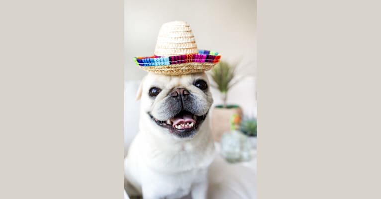 Po, a Pug tested with EmbarkVet.com