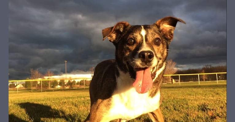Murphy, a Chihuahua and Bulldog mix tested with EmbarkVet.com