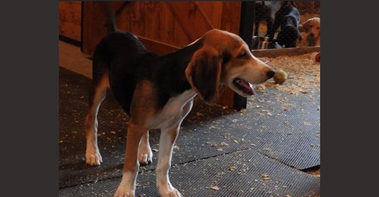 Max, an American Foxhound tested with EmbarkVet.com